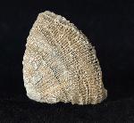 Placosmilia vidali (MALLADA 1892) - Bild © FossNet FossilienStore